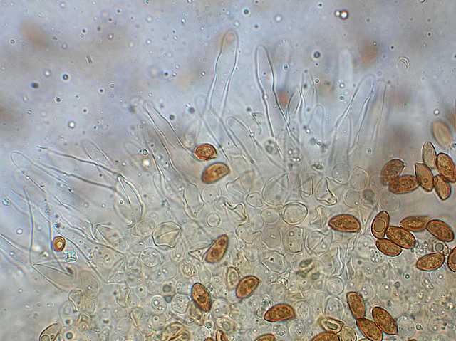 Galerina spec. Cod.: DSCN 2611